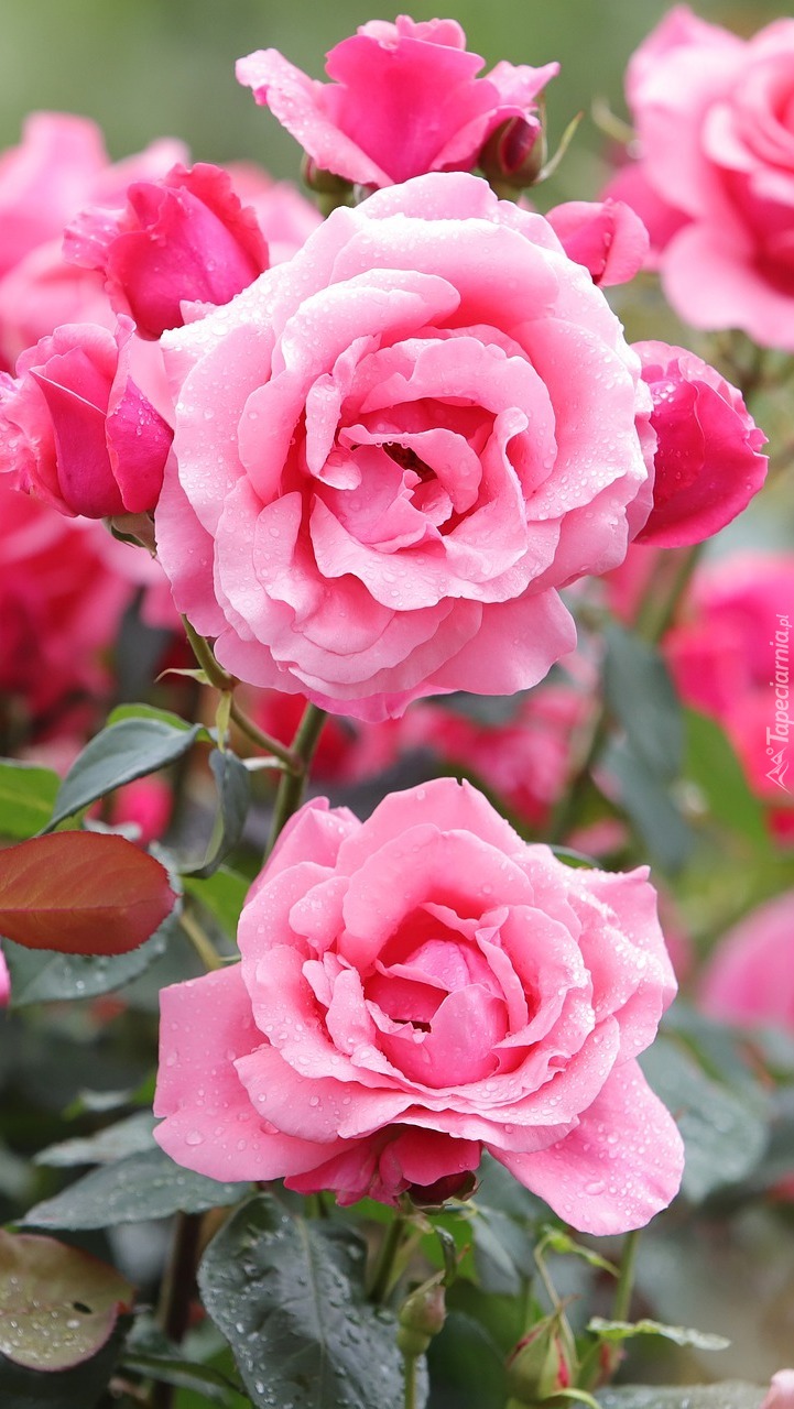 Krzew różowych róż