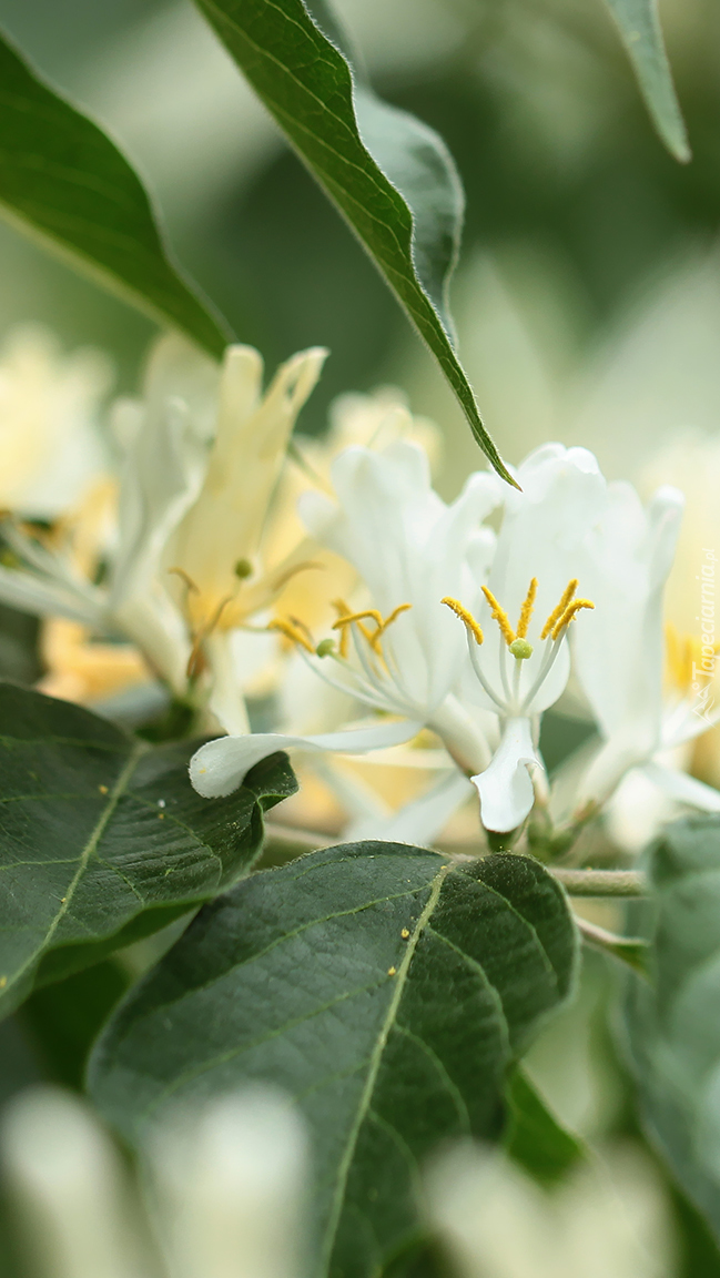 Krzew z białymi kwiatkami