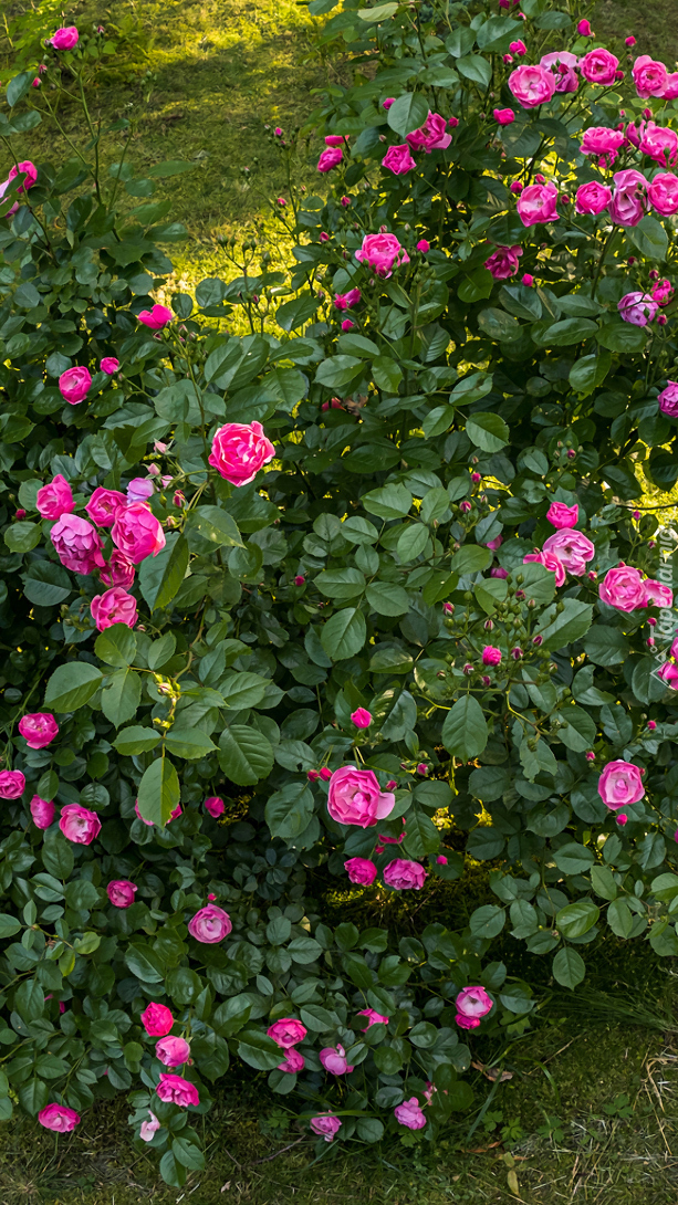 Krzew z różowymi różami