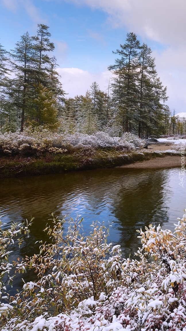 Krzewy i drzewa nad rzeką Purga