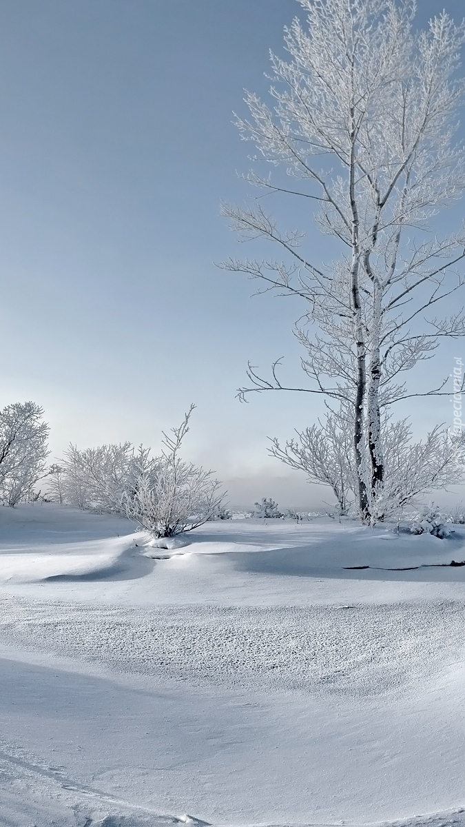 Krzewy i drzewa w śniegu