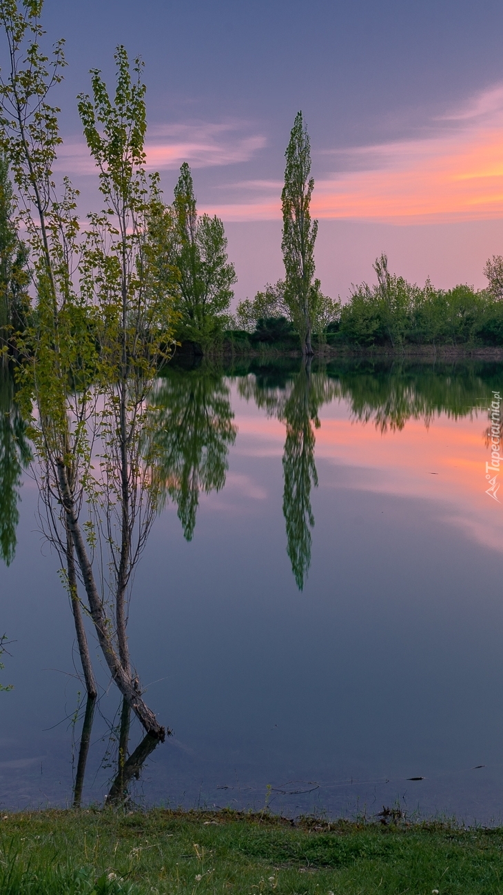 Krzewy nad jeziorem