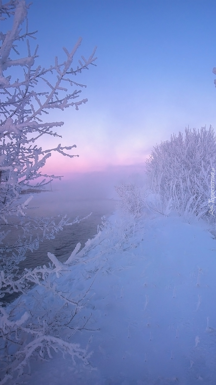 Krzewy nad rzeką we mgle