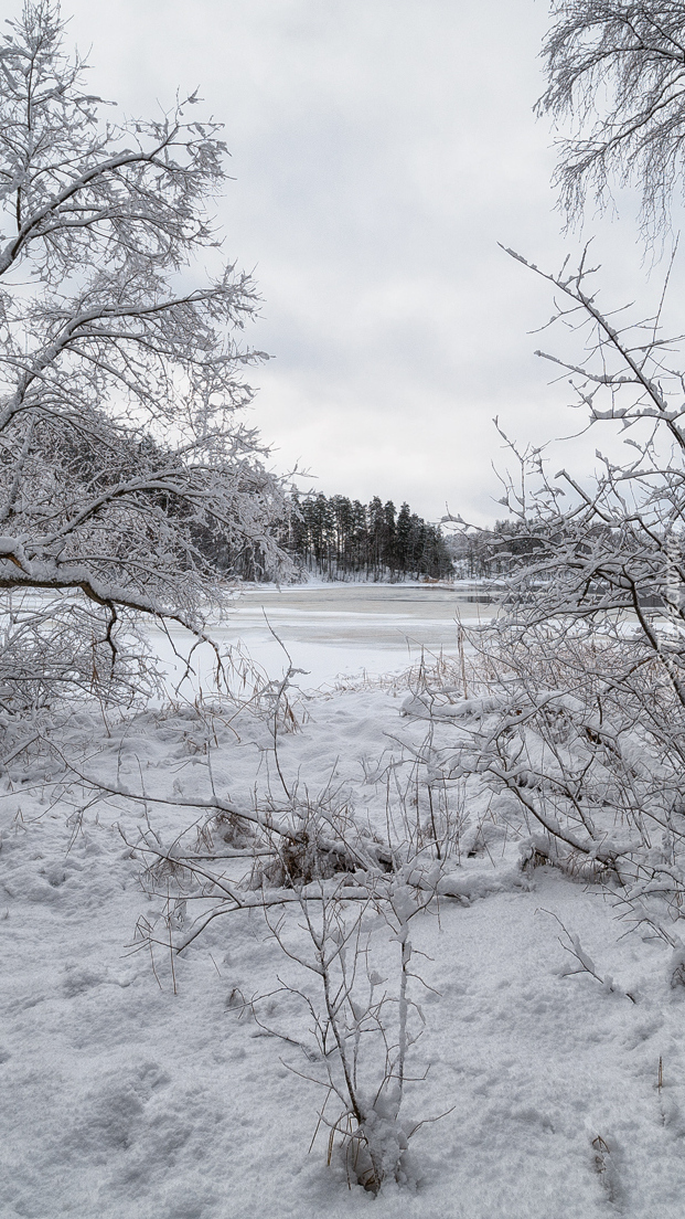 Krzewy przysypane śniegiem nad rzeką