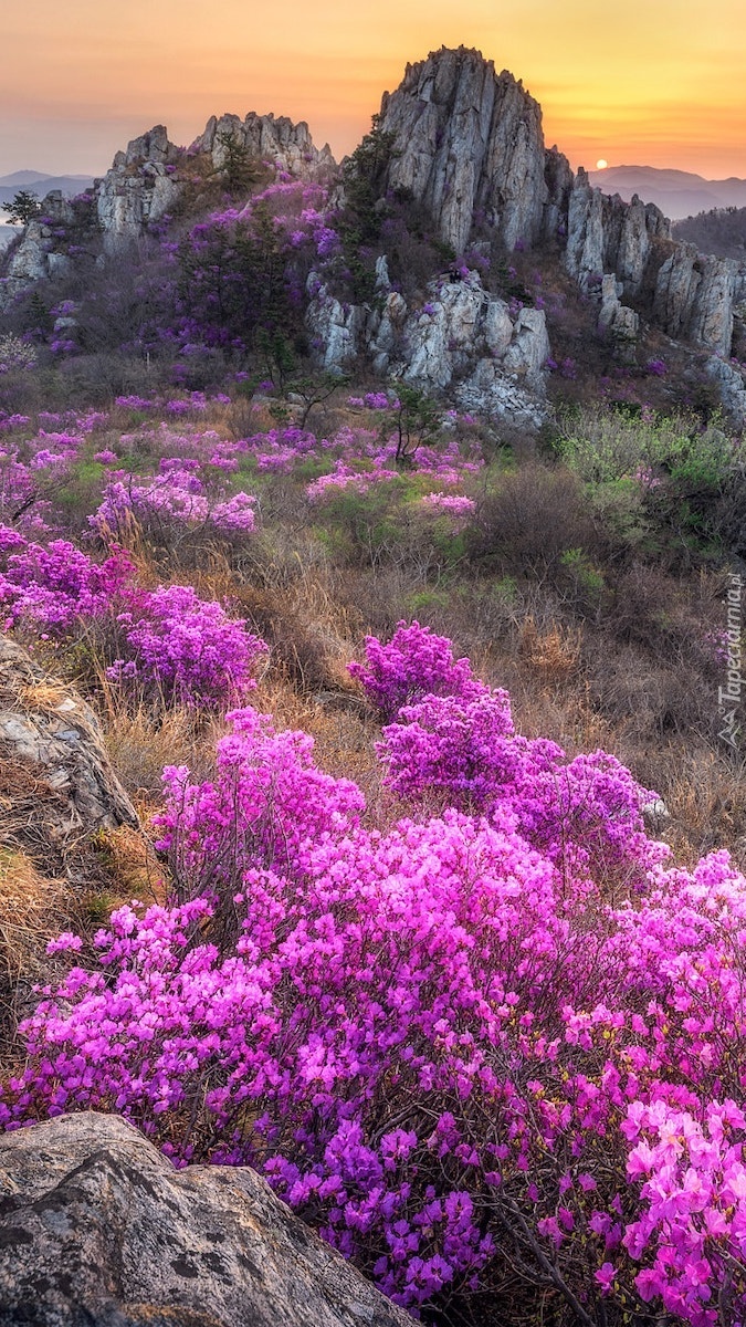 Krzewy rododendronów w górach