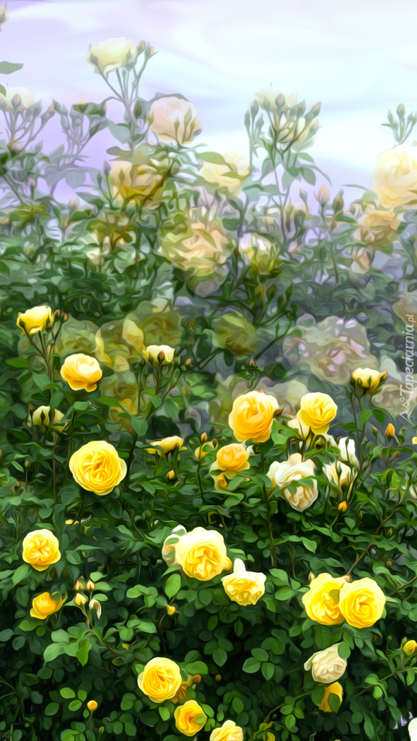 Krzewy żółtych róż