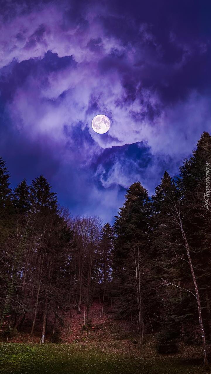 Księżyc w pełni nad lasem