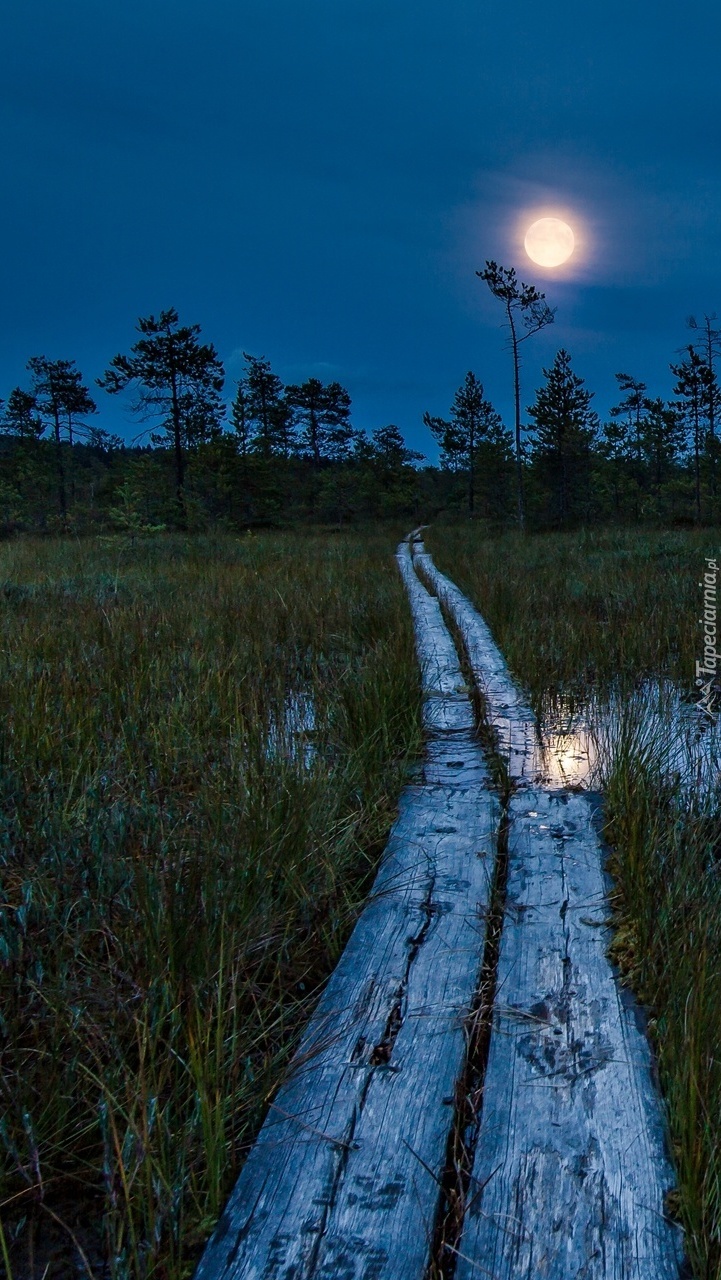 Księżycowa noc nad bagnami