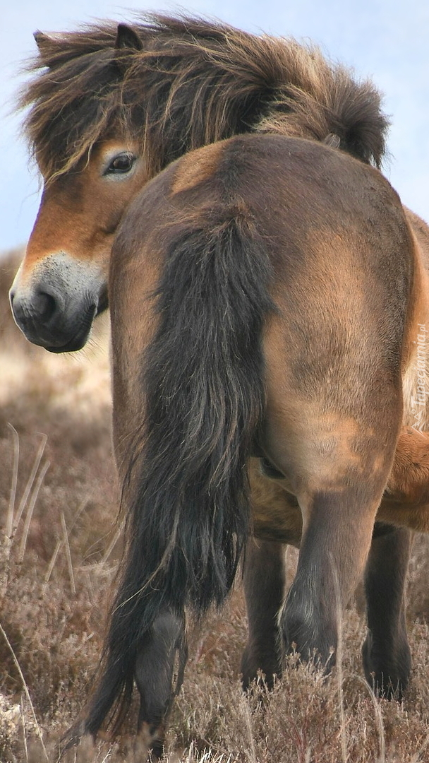 Kuc Exmoor