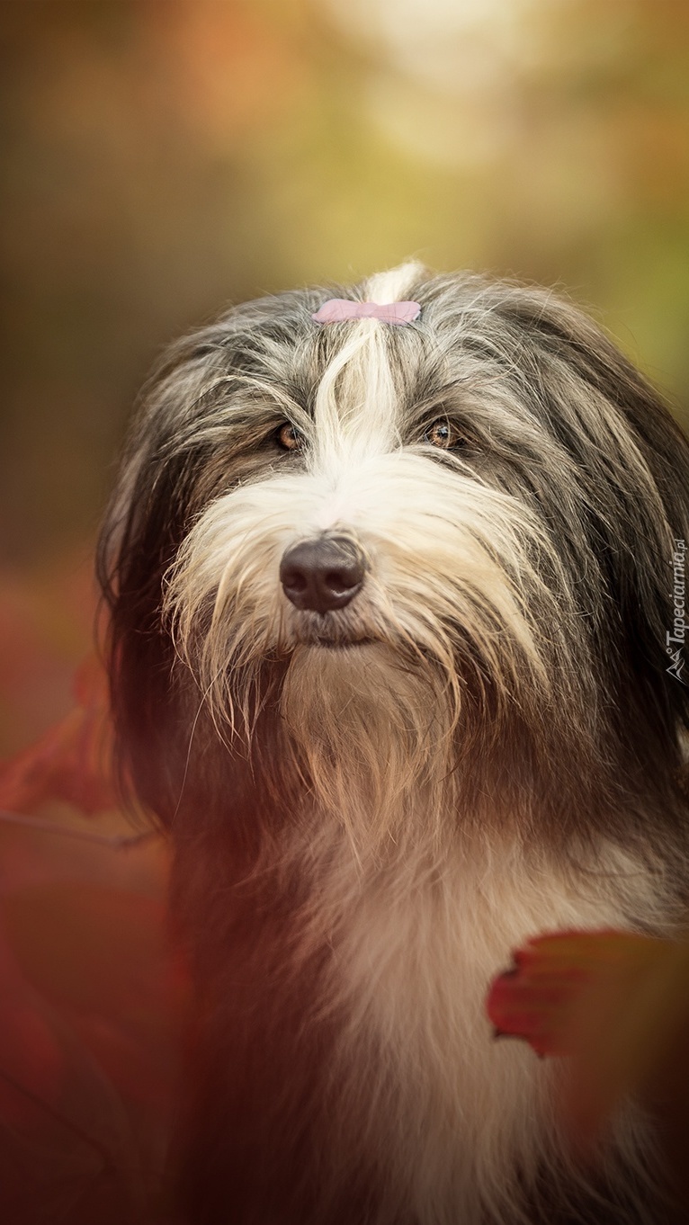 Kudłaty bearded collie