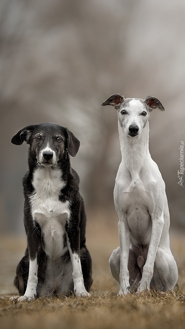 Kundelek i whippet na polanie