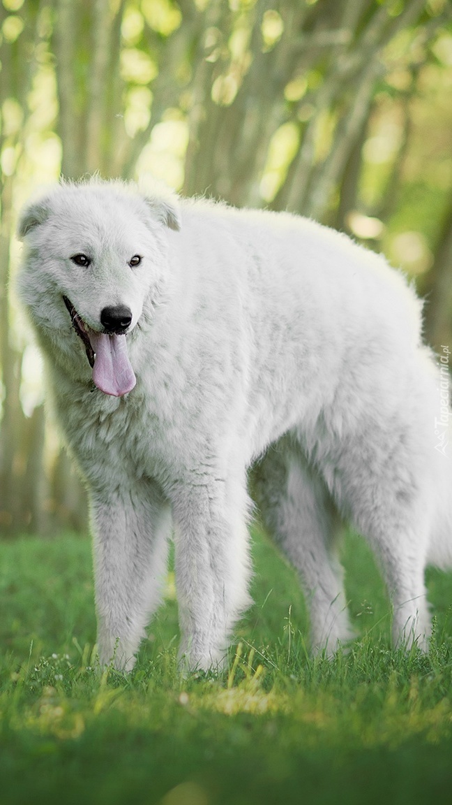 Kuvasz