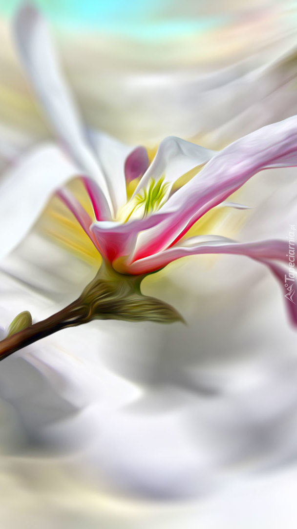 Kwiat białej magnolii