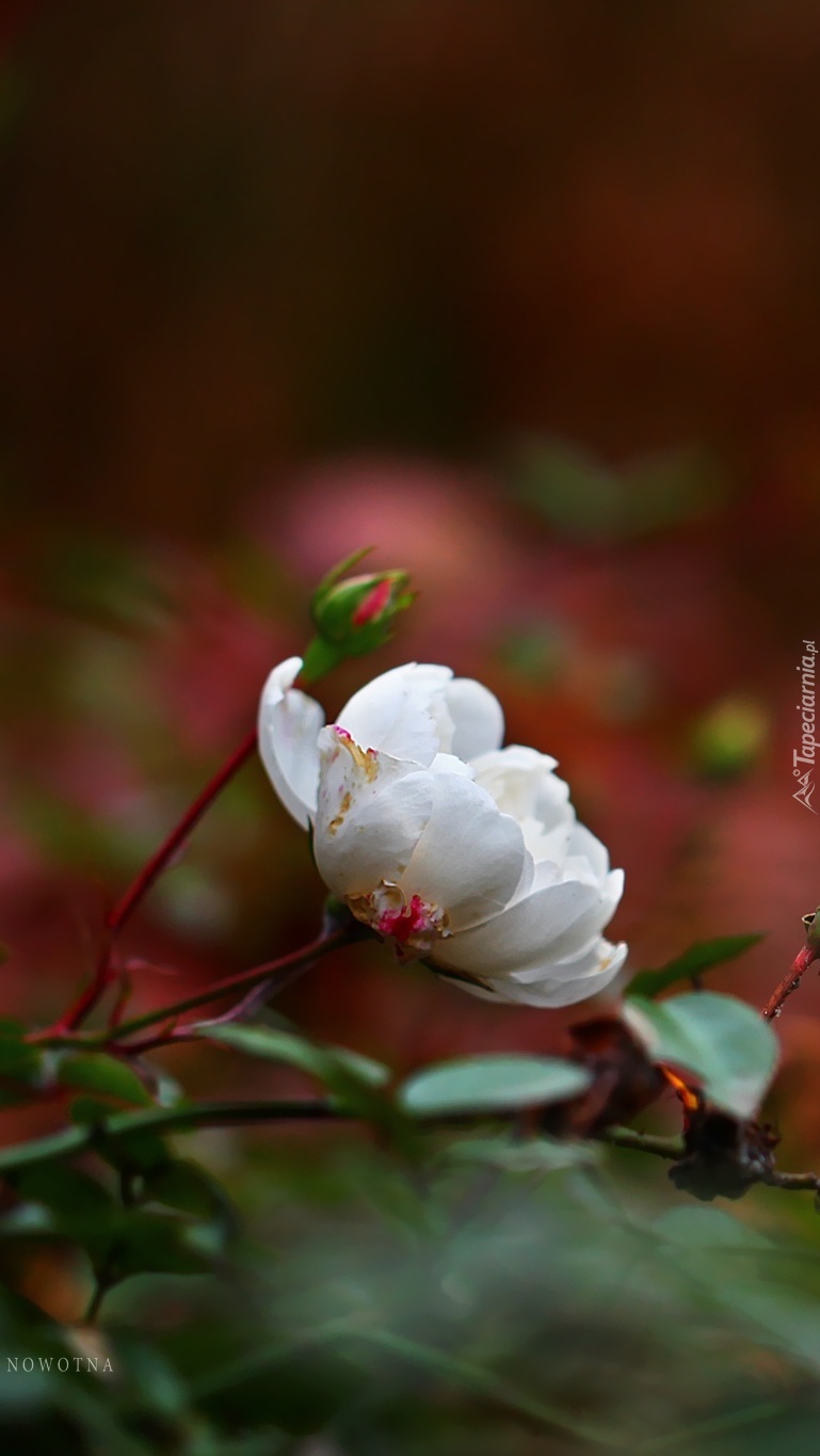 Kwiat białej róży