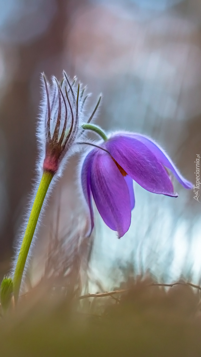 Kwiat fioletowej sasanki