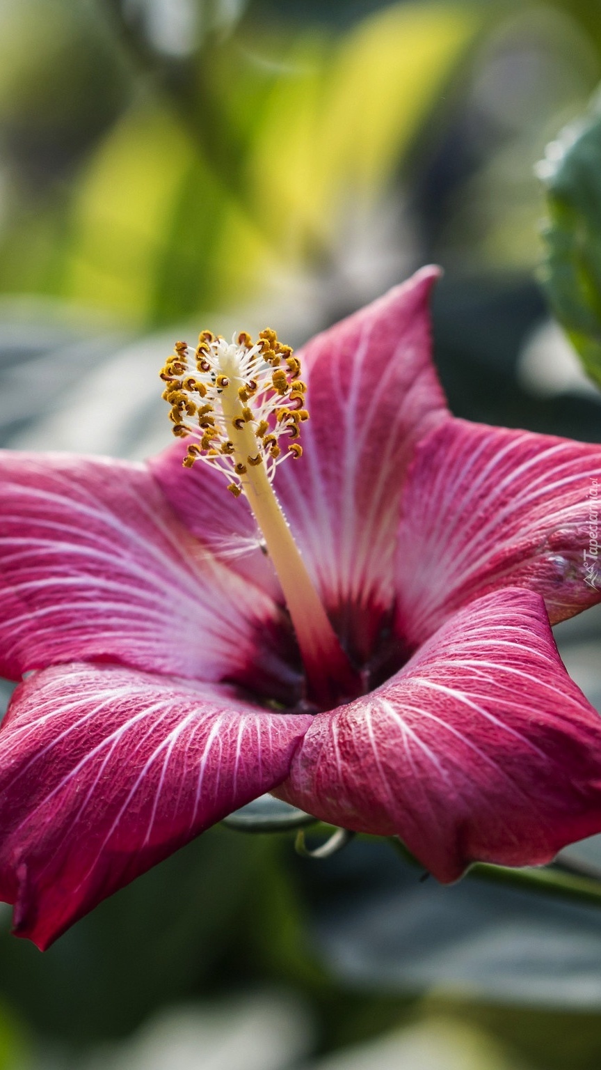 Kwiat hibiskusa z bliska