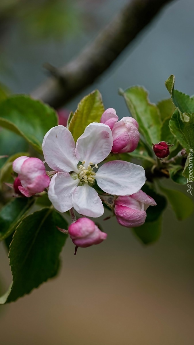 Kwiat jabłoni z pąkami