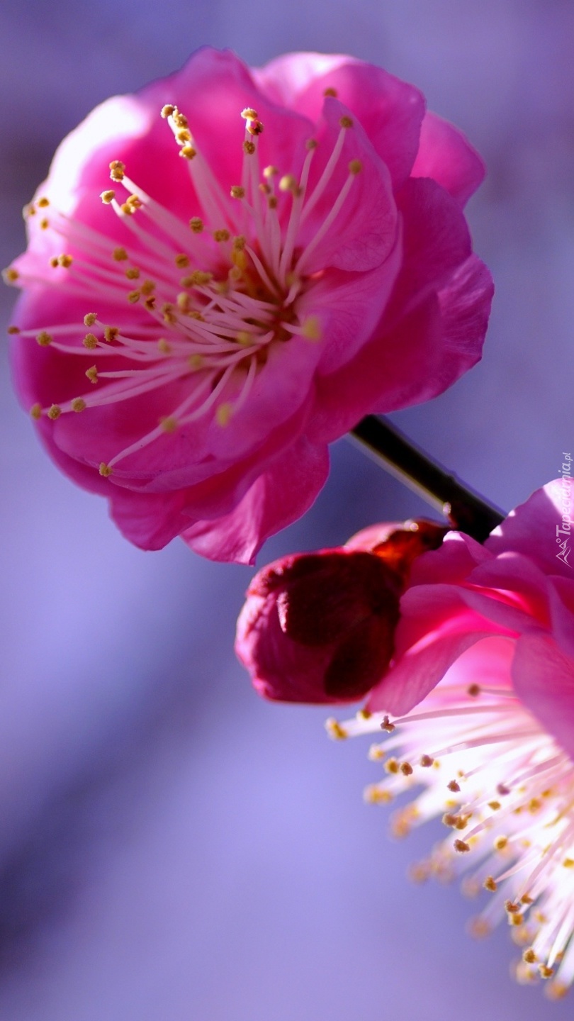 Kwiat japońskiej wiśni