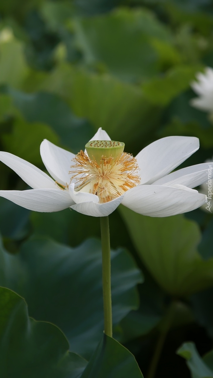 Kwiat lotosu