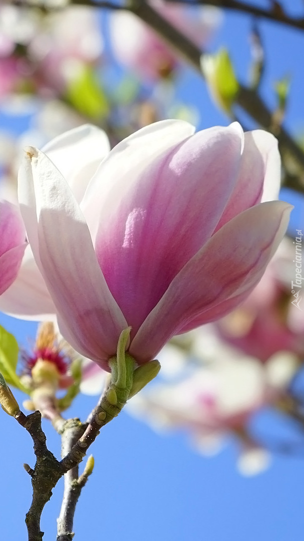 Kwiat magnolii