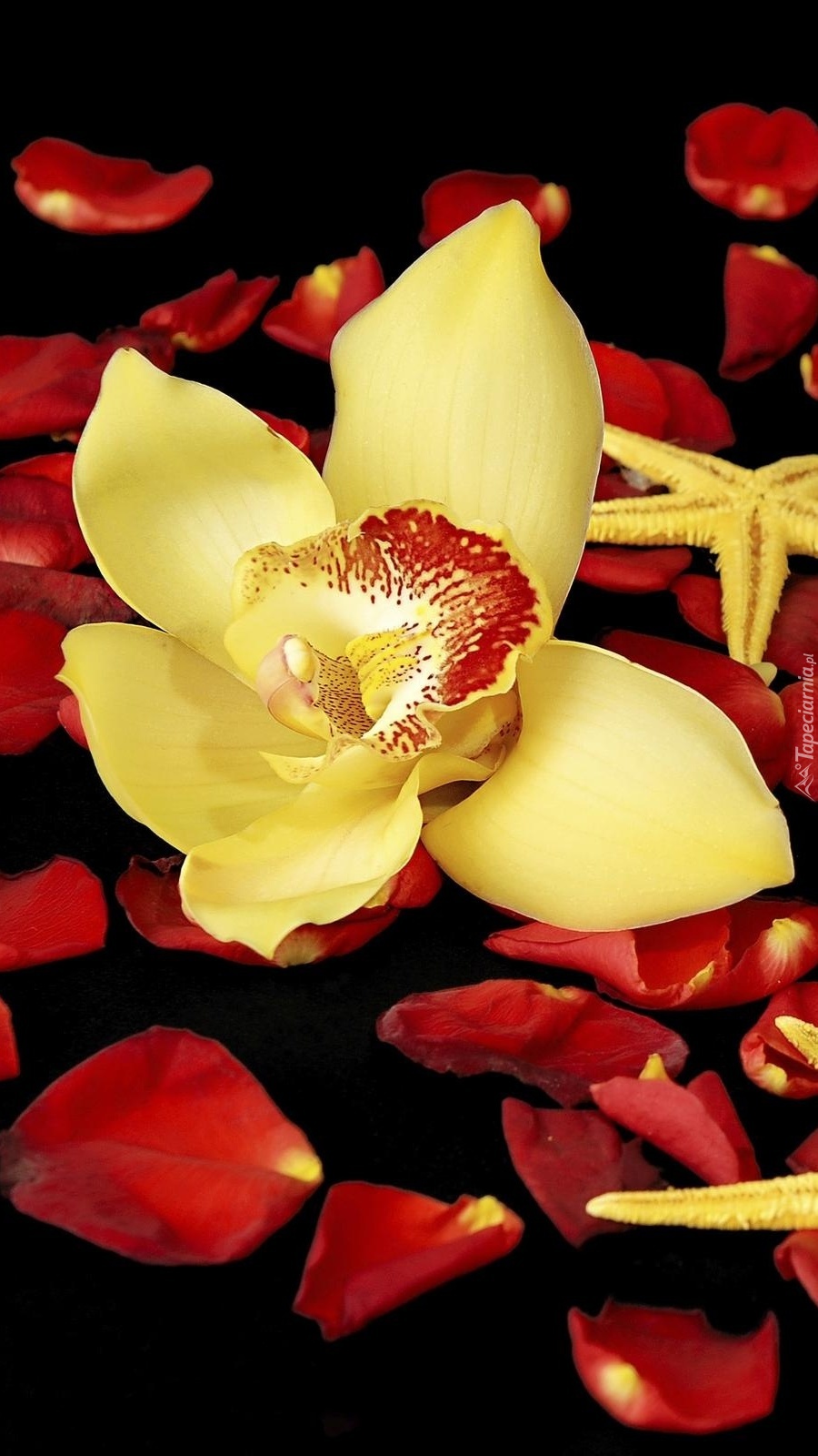 Kwiat orchidei na płatkach róż