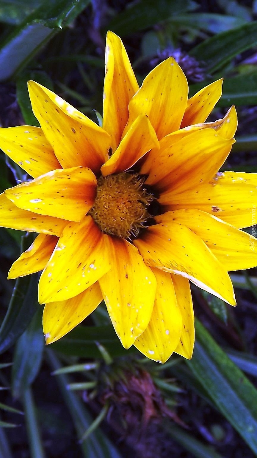 Kwiat podobny do słonecznika