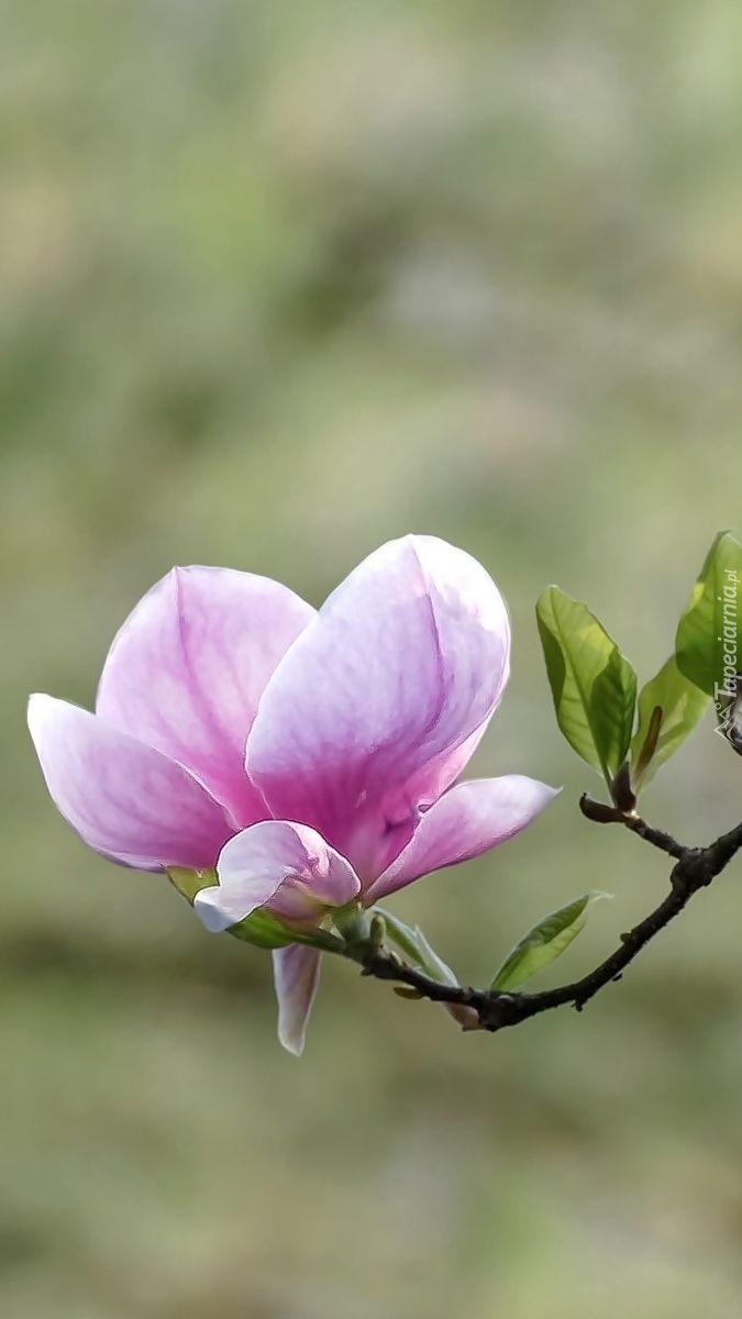 Kwiat różowej magnolii