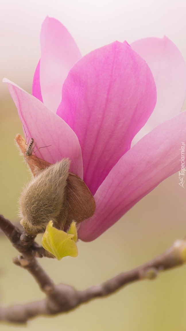 Kwiat różowej magnolii