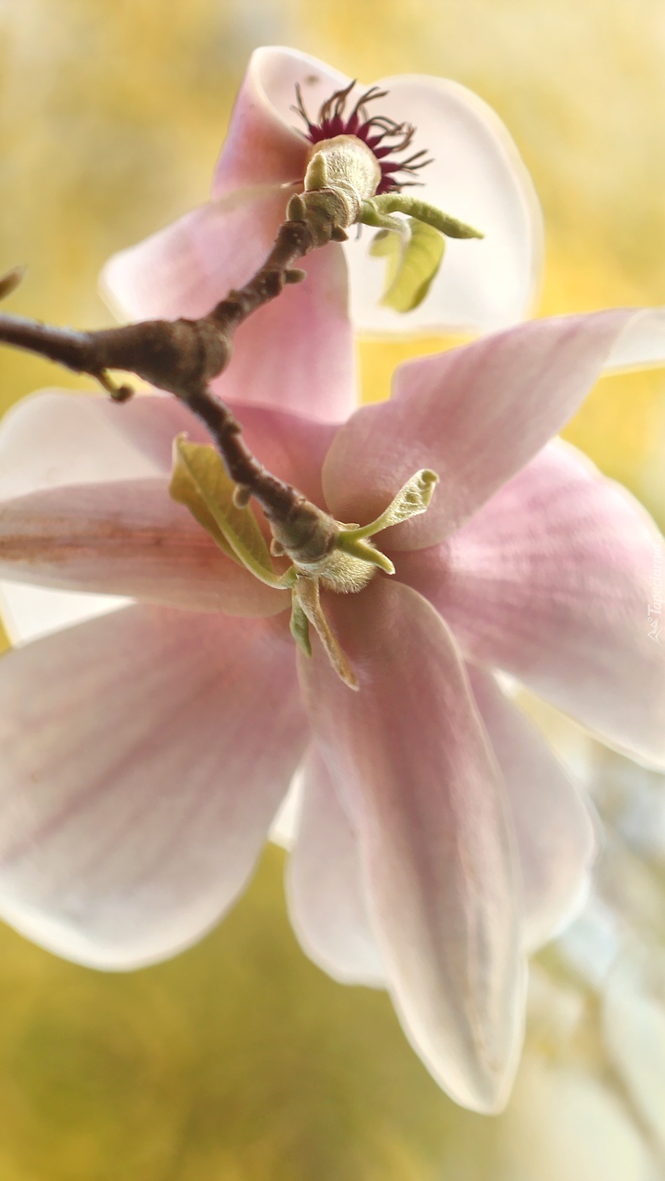Kwiat różowej magnolii