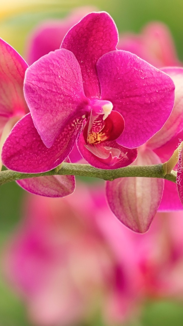 Kwiat różowej orchidei
