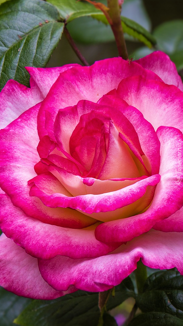 Kwiat różowej róży w zbliżeniu