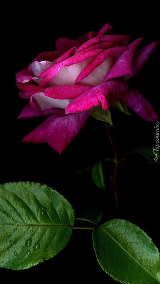 Kwiat róży na czarnym tle
