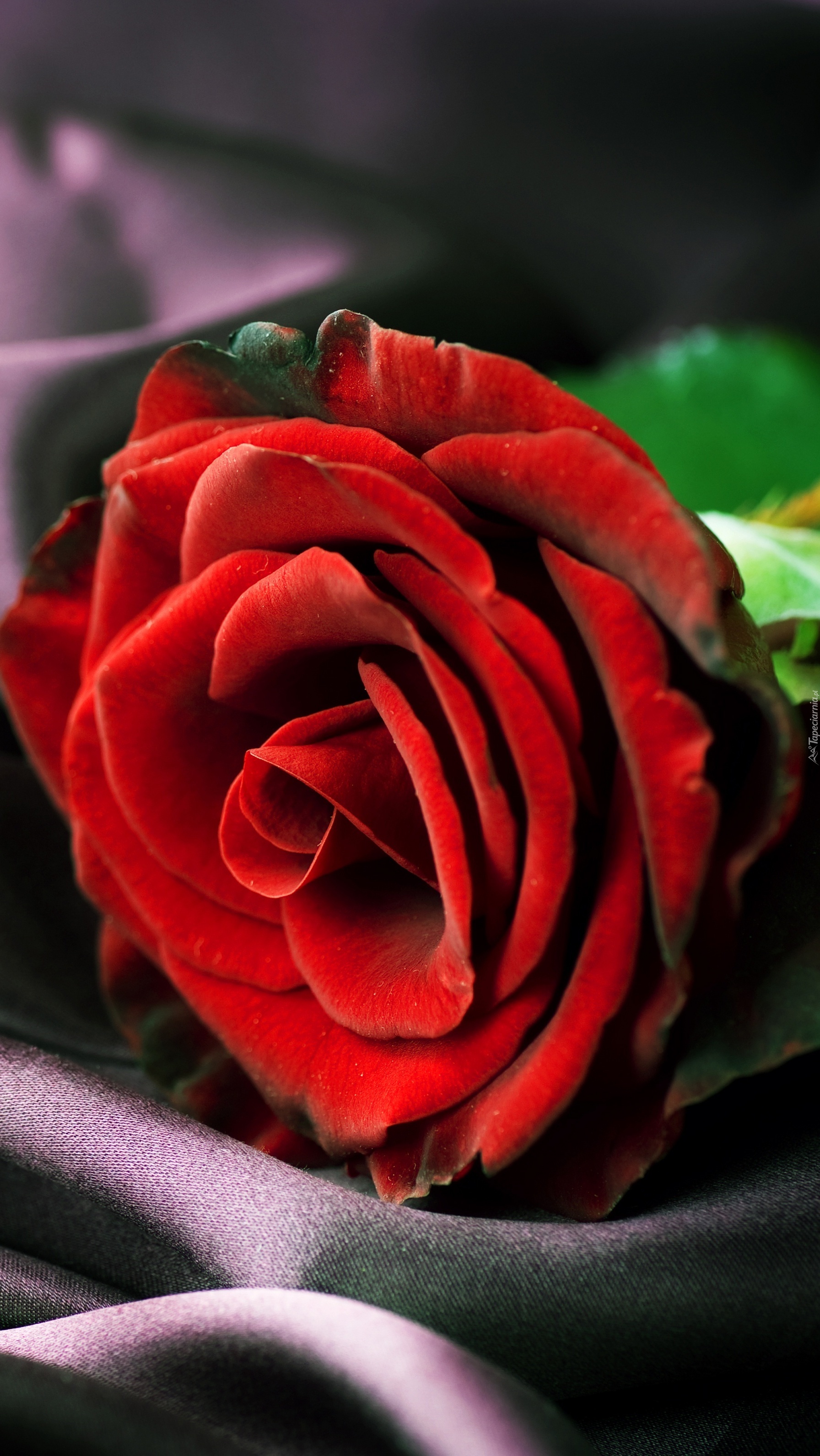 Kwiat róży o czerwonych płatkach