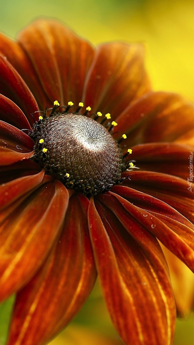 Kwiat rudbekii