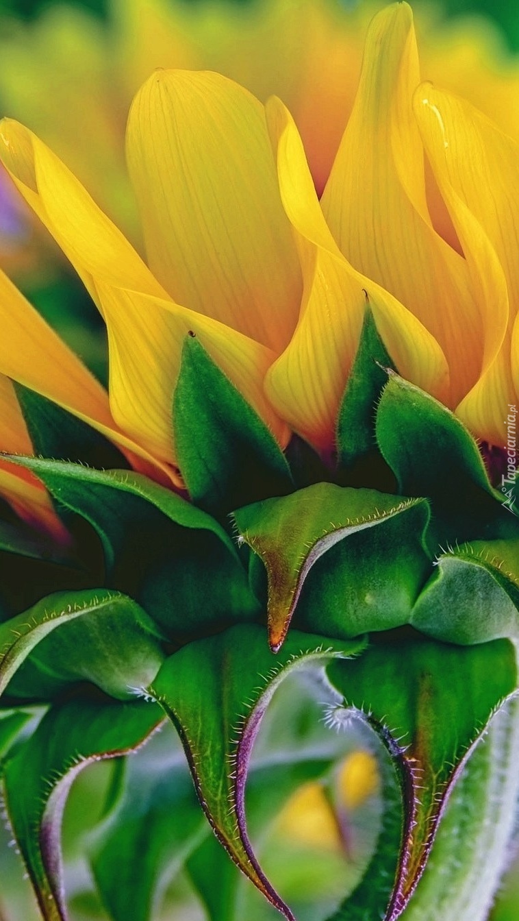 Kwiat słonecznika w makro
