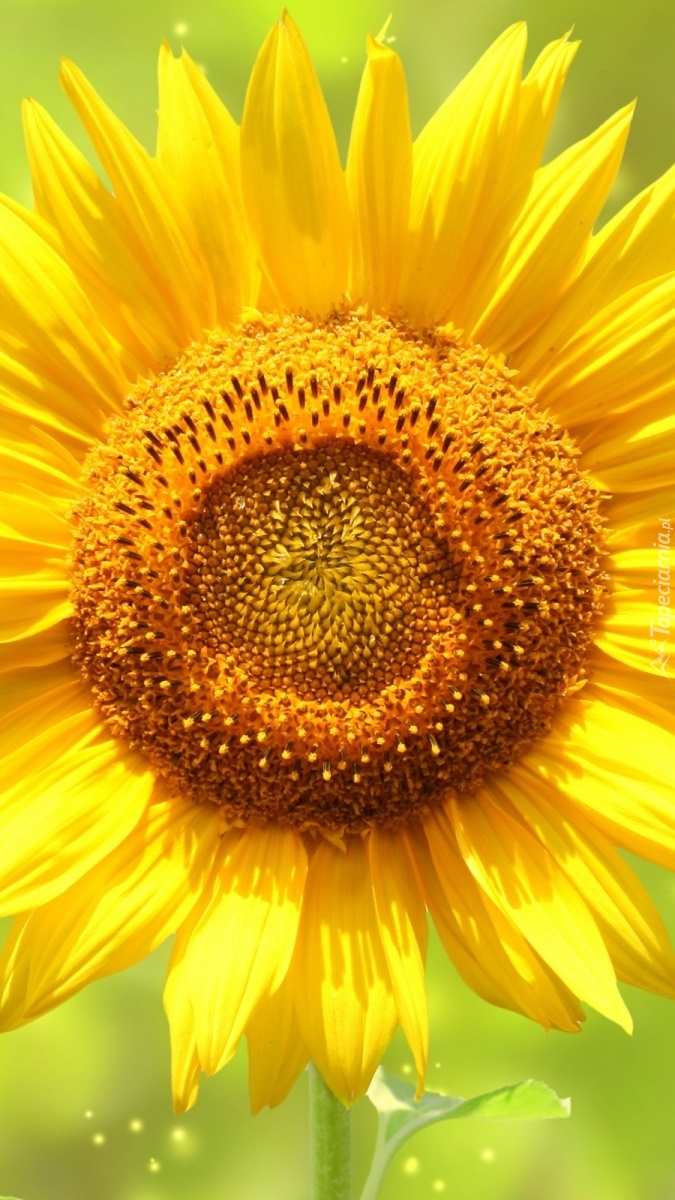 Kwiat słonecznika