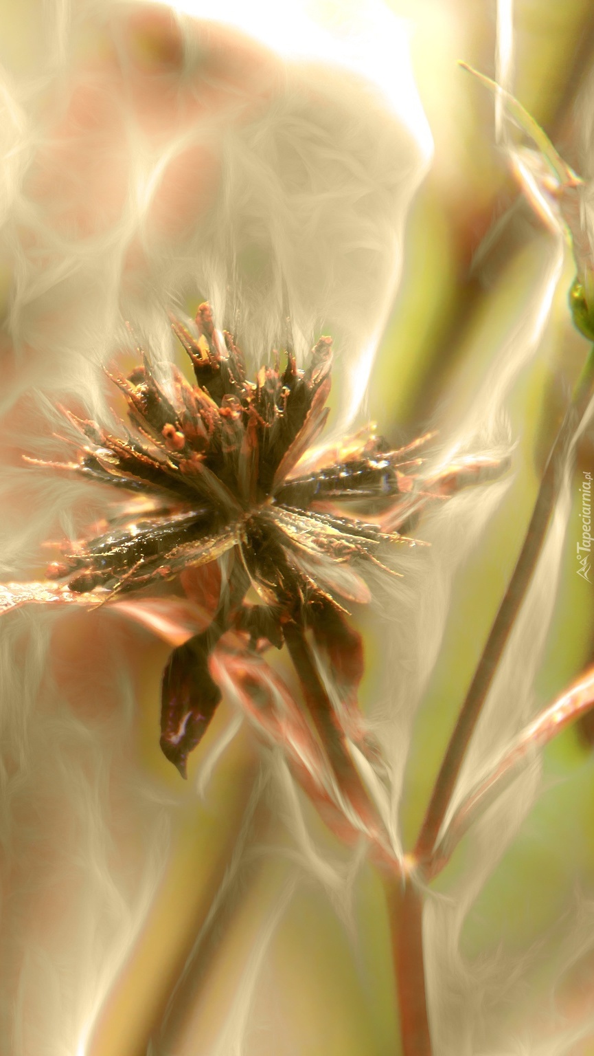 Kwiat w grafice fractalius