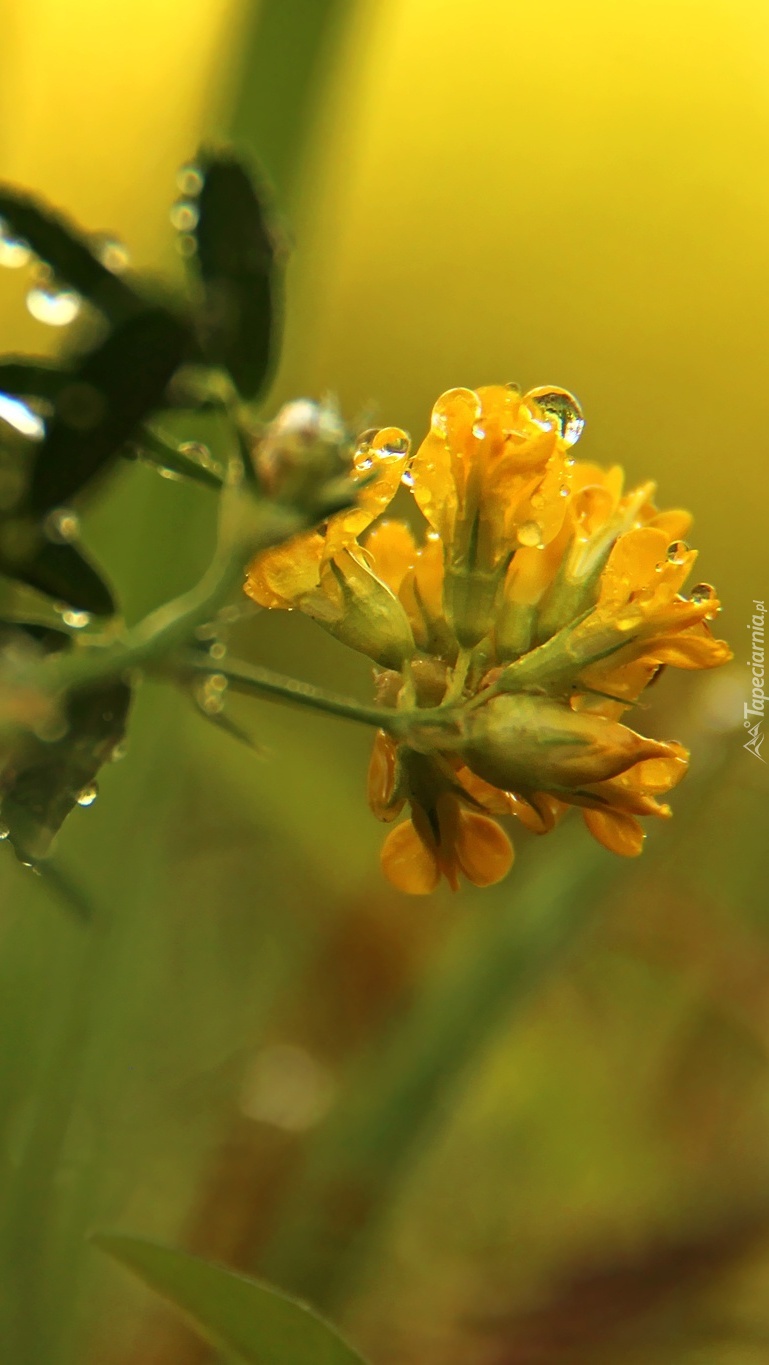 Kwiat w kroplach deszczu