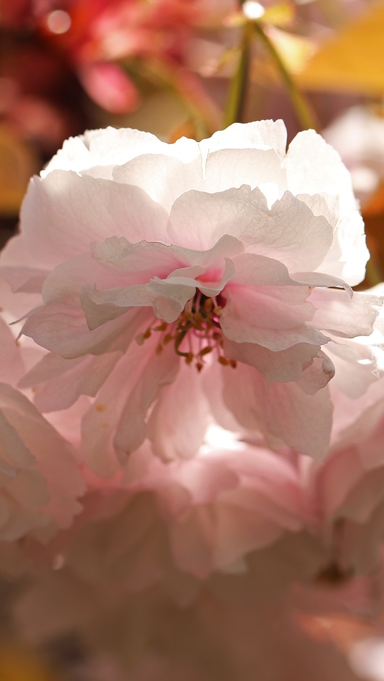 Kwiat wiśni japońskiej na drzewie