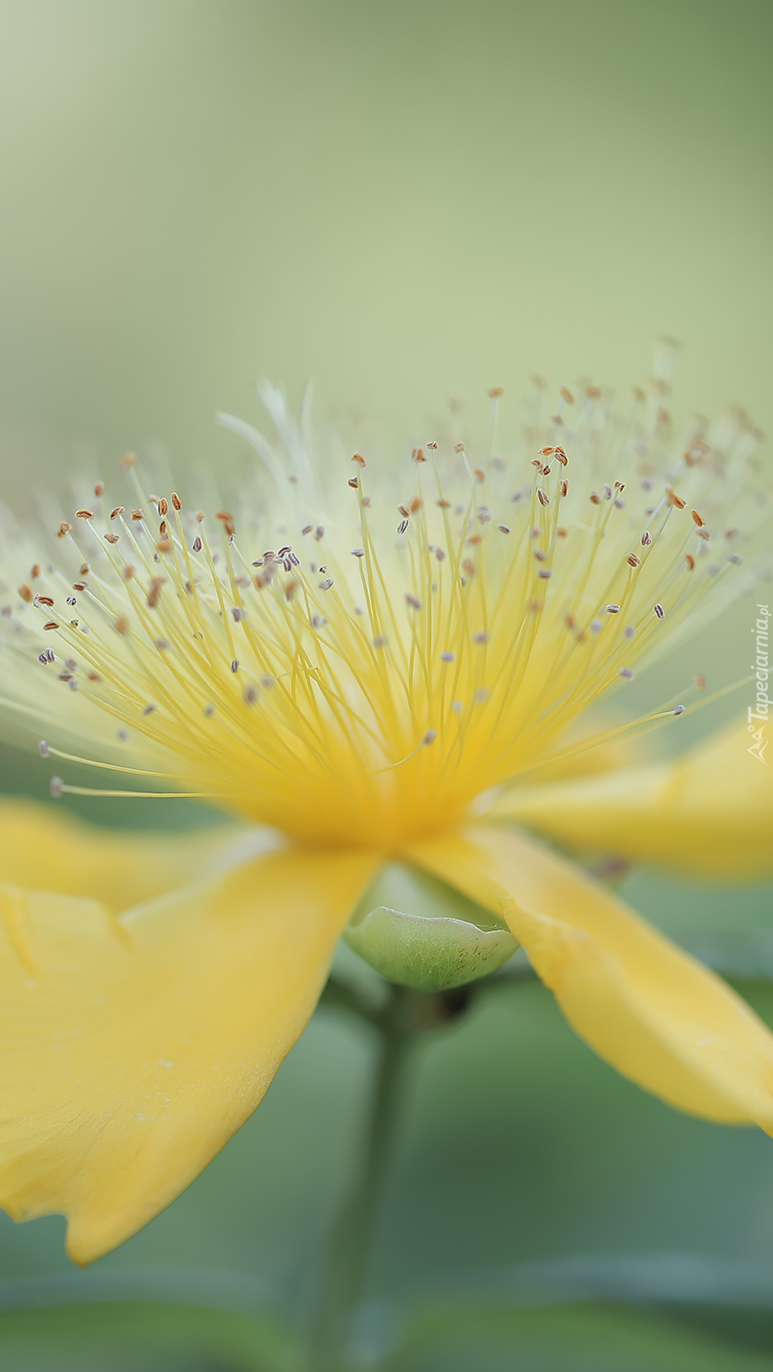 Kwiat żółtego dziurawca