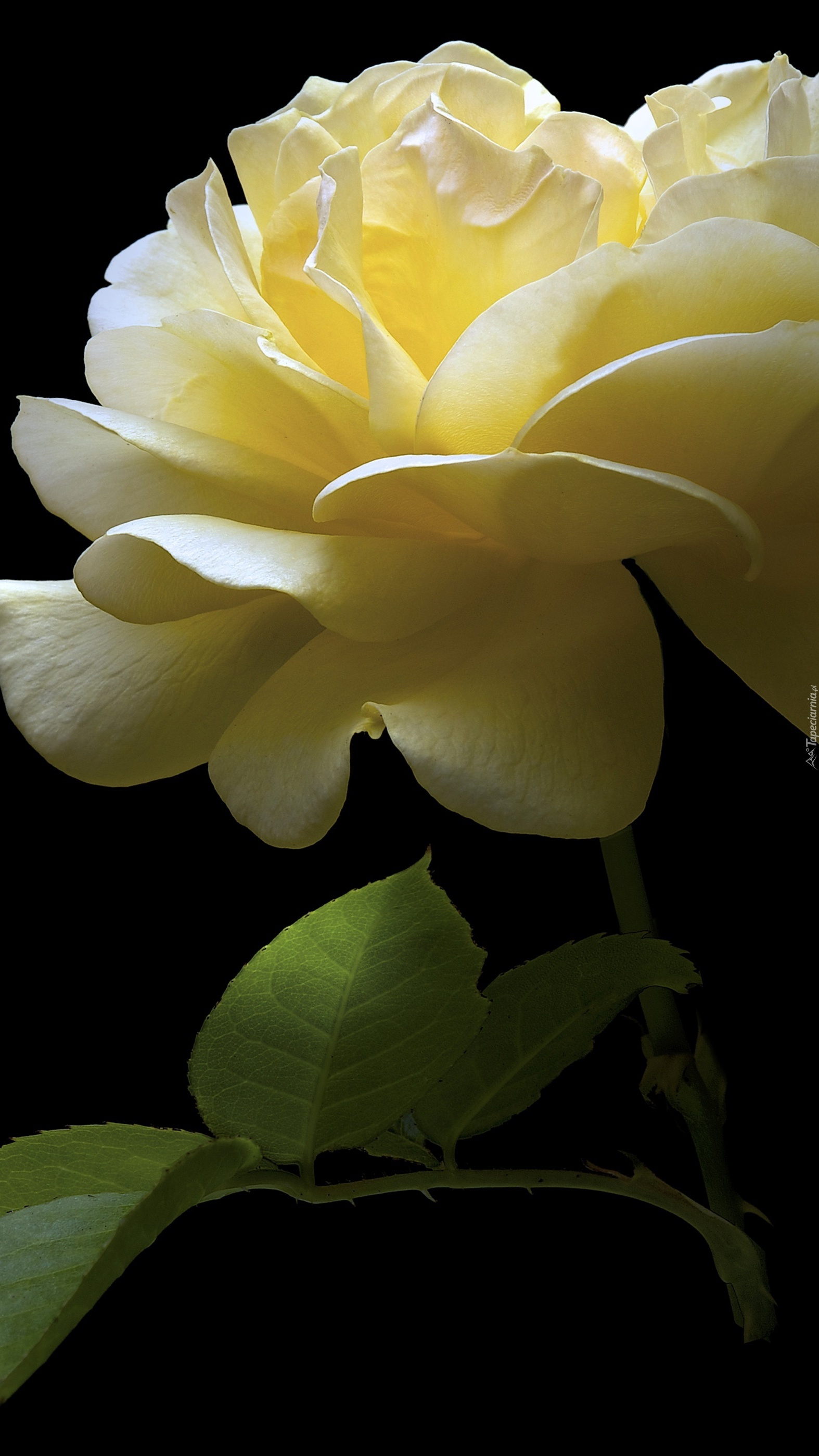 Kwiat żółtej róży