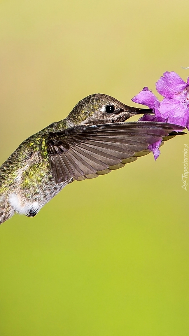 Kwiatek z kolibrem