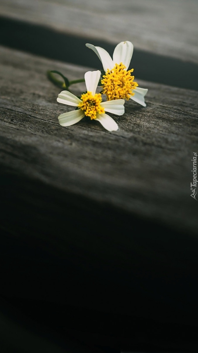 Kwiatki rumianku na desce
