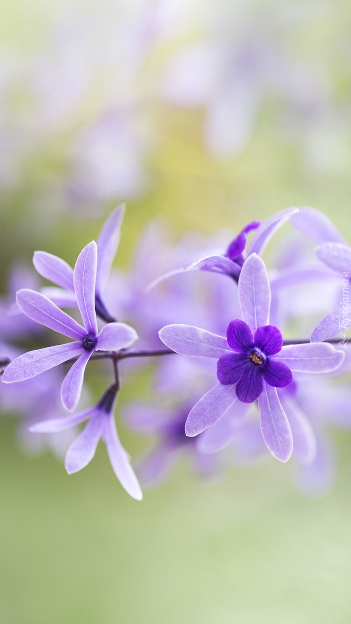 Kwiatki storczyka epidendrum