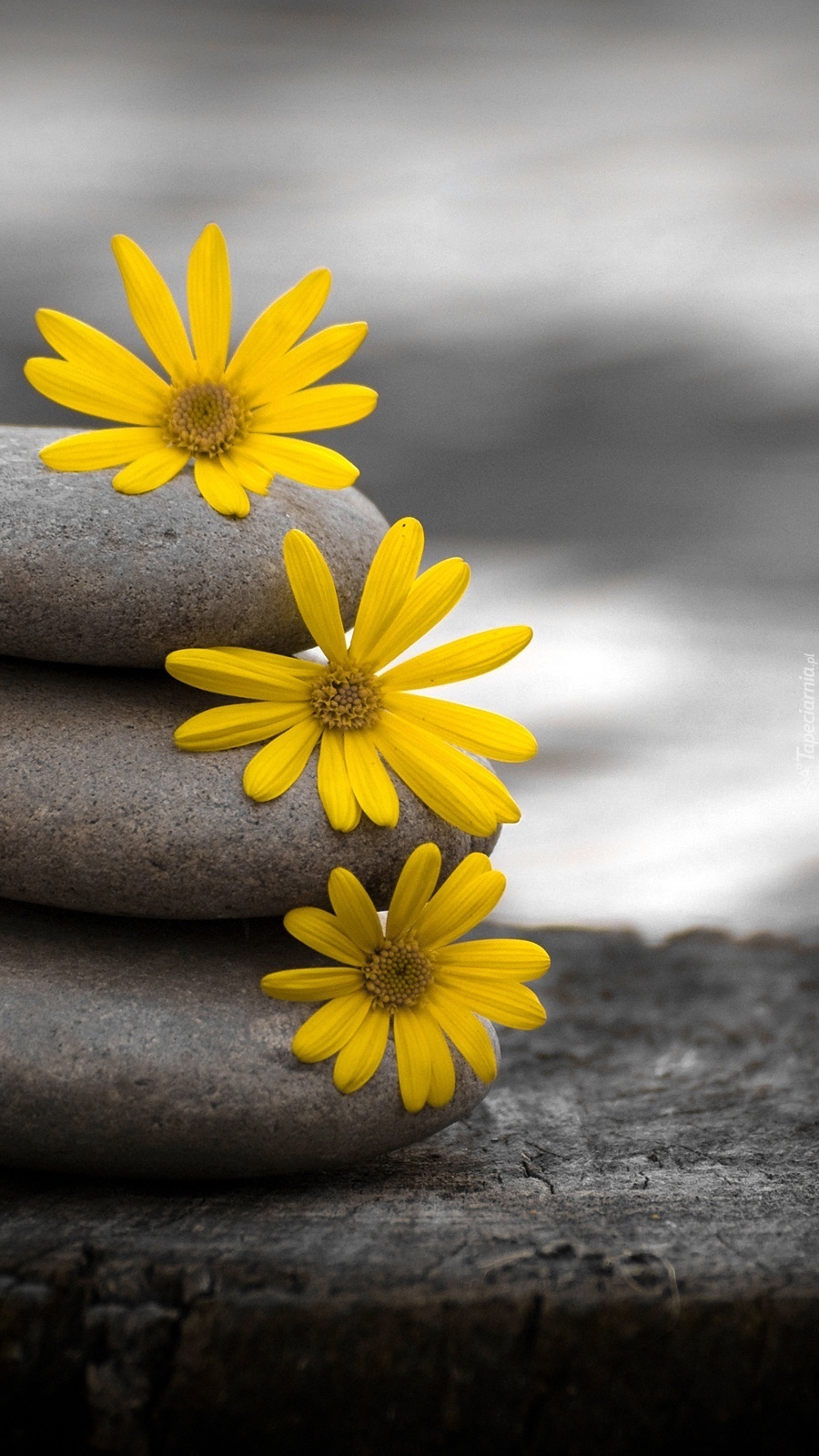 Kwiatki ułożone na kamieniach