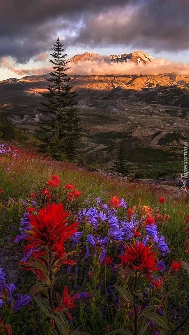 Kwiatowa łąka i wulkan Mount St Helens