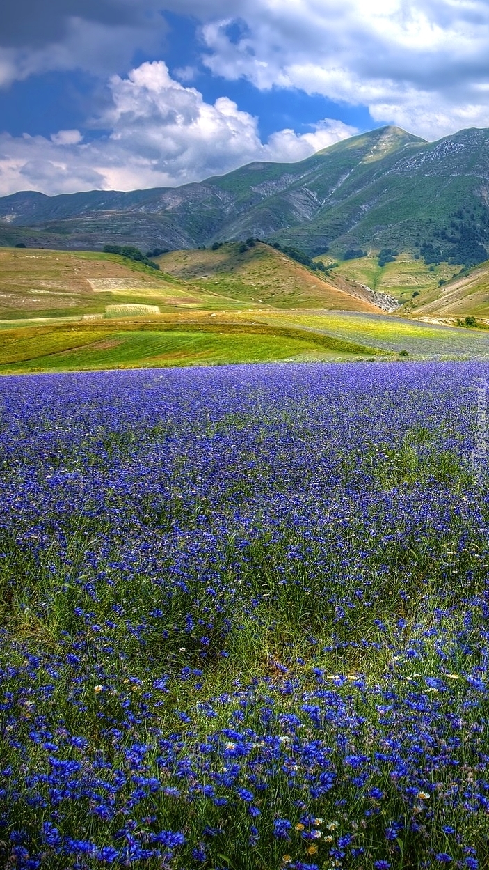 Kwiatowa łąka z widokiem na wzgórza