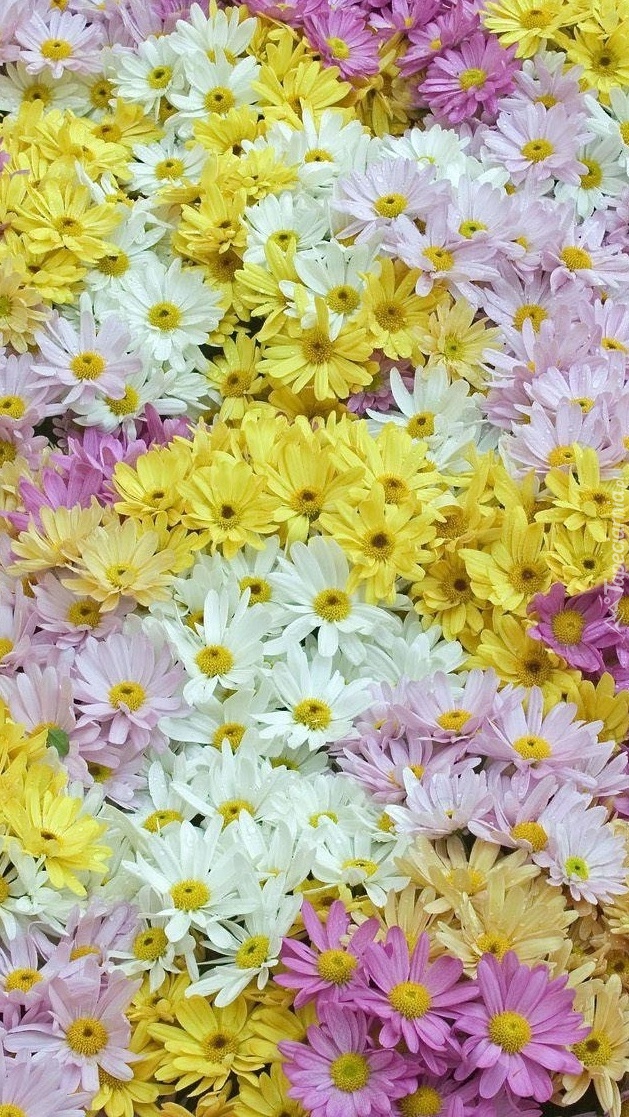 Kwiatowy dywan w kolorach pastelowych