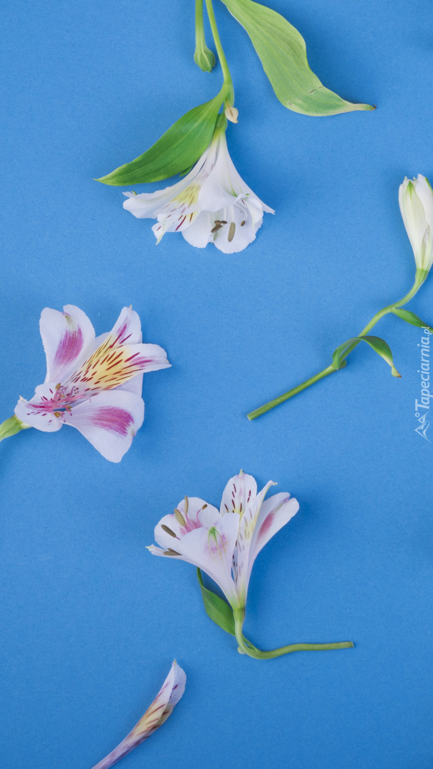 Kwiaty alstremerii na niebieskim tle