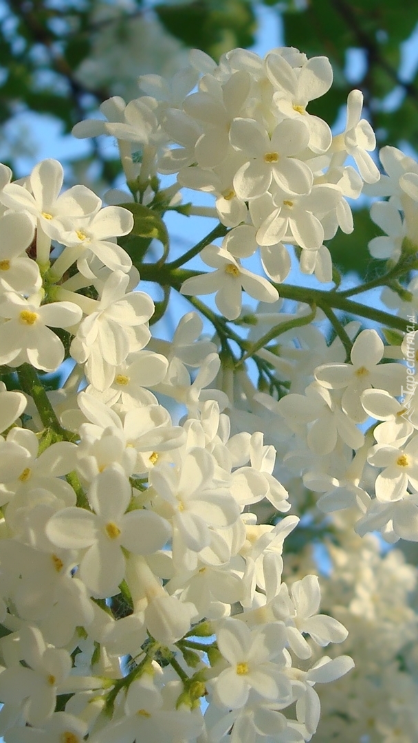 Kwiaty białego bzu